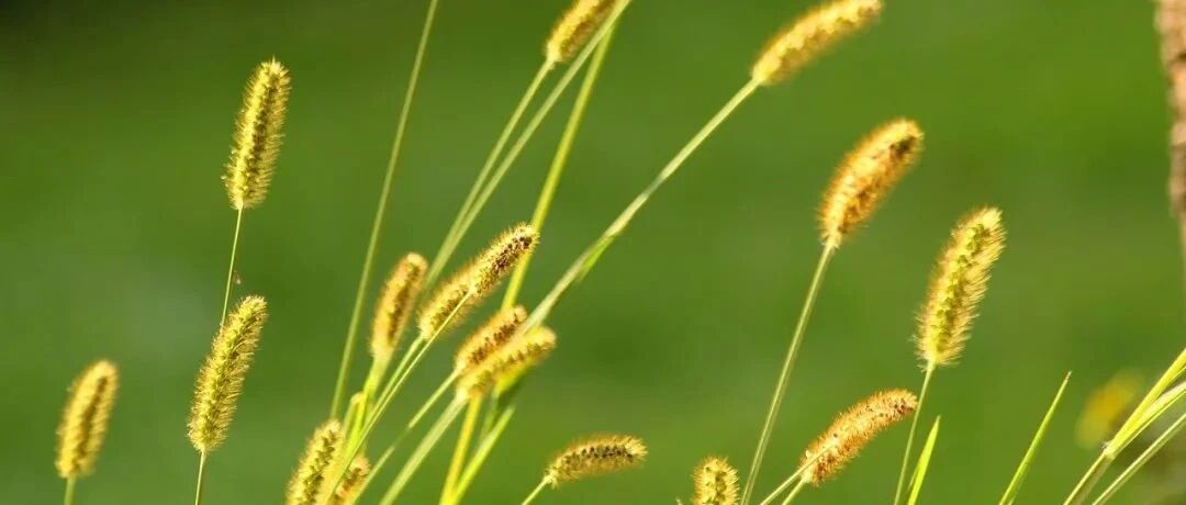 狮子座对待旧爱的态度你了解多少呢？