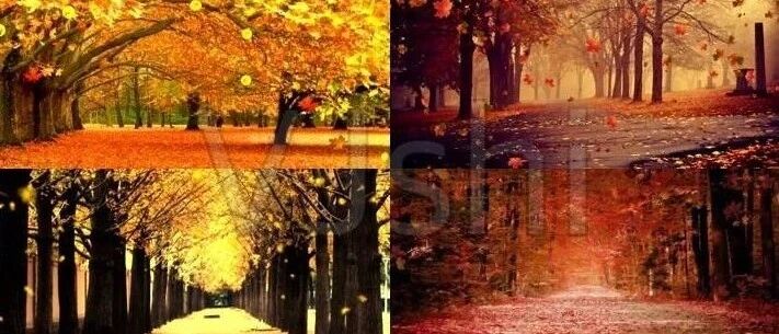 如果你爱上了狮子座......