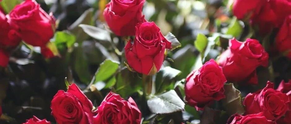 狮子座一直就是让各种积极的因素去熏陶自己