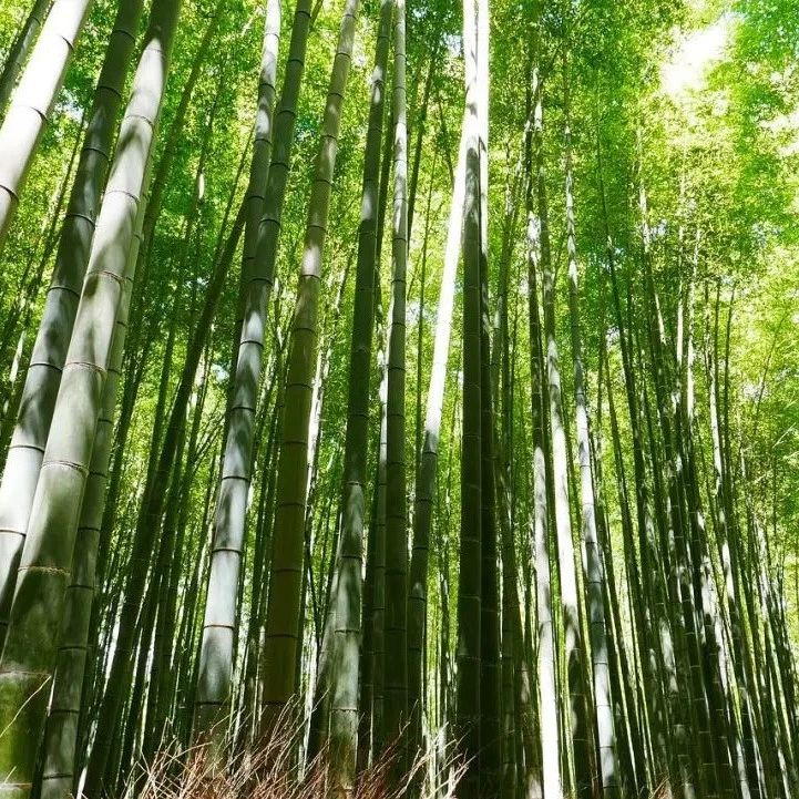 狮子座的勇气真的失去了吗？