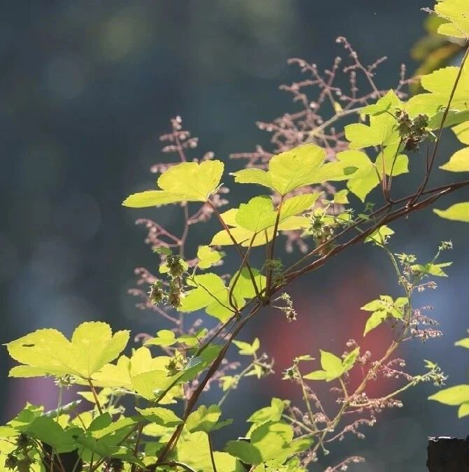 和狮子座吵架千万不能碰的底线