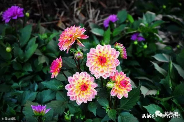 适宜在四月份播种的这5种花卉，有你喜欢的吗？
