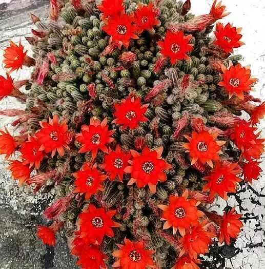 别养多肉了 养盆 白檀 花 样子似毛毛虫一样 还能开红花 翰墨新视界 微信公众号文章阅读 Wemp