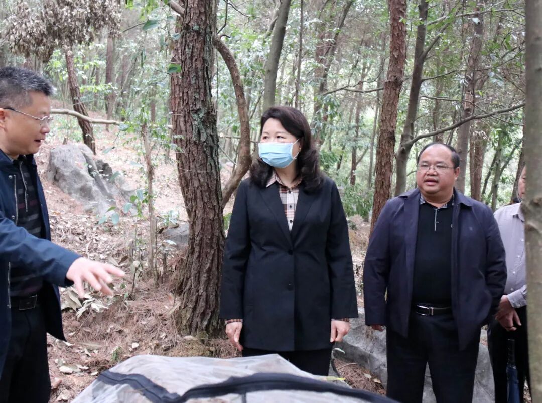 邓菲指出,开展松材线虫病疫情防控工作,是阳山牢牢把握省北部生态发展