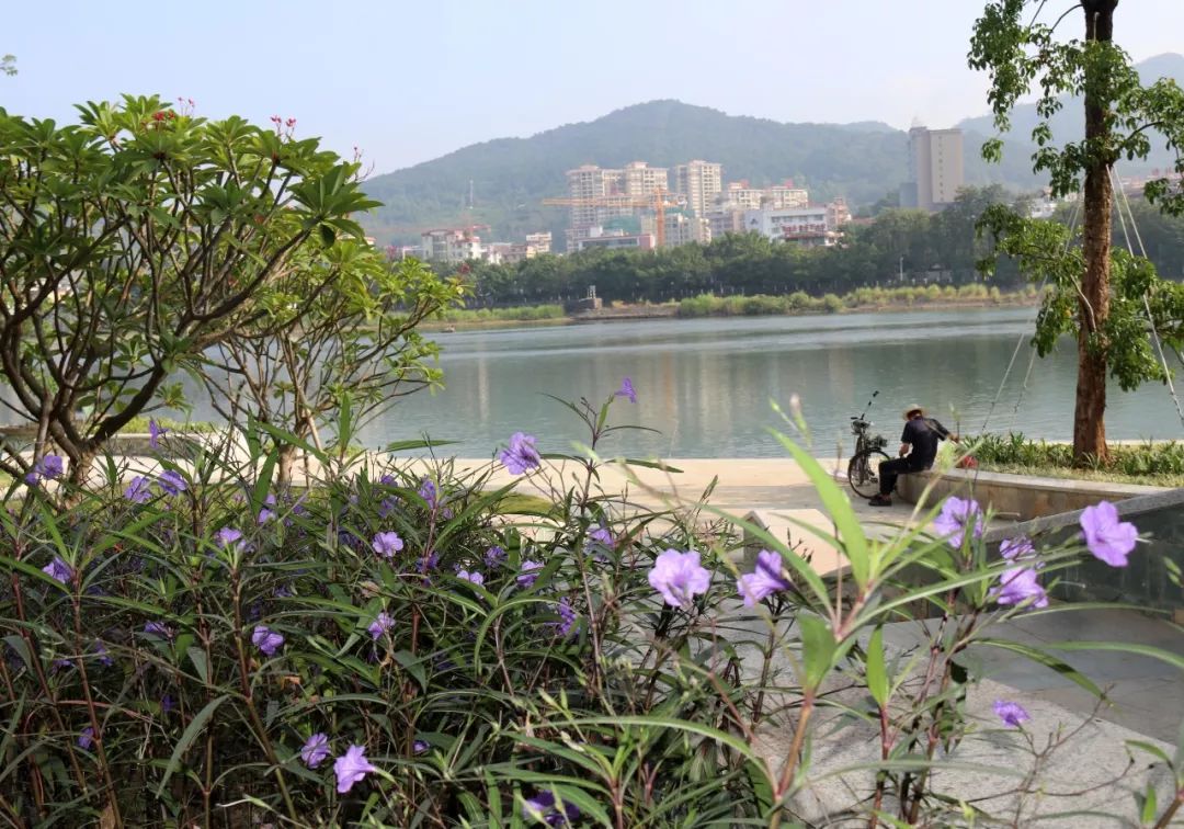 阳山 秋 一花一树皆风景半山半水满是情 阳山要闻 清远网络广播电视台