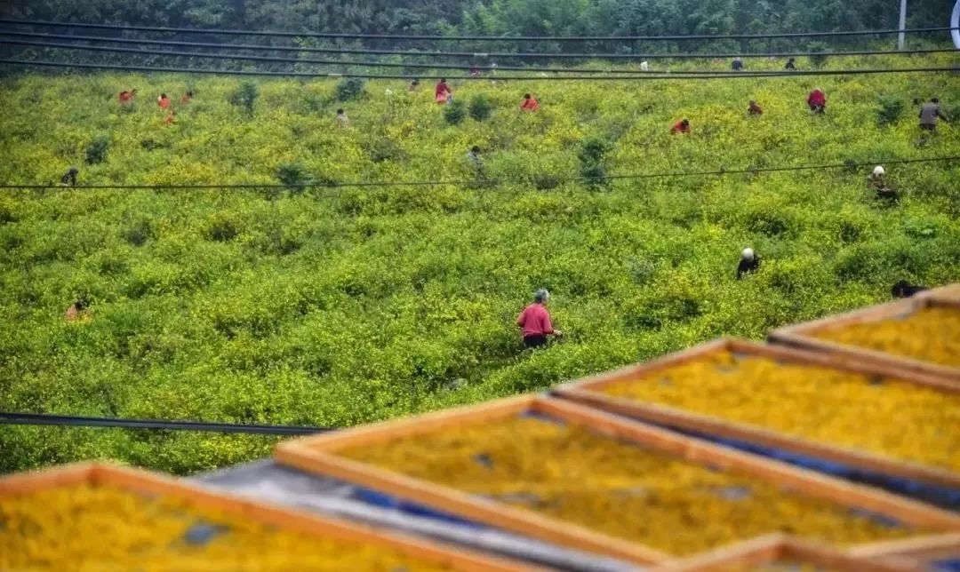 九张机东篱采菊_采菊东篱悠然见南山是谁写的_东篱采菊风卷衣