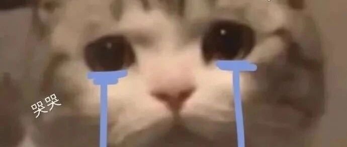 头重5斤的小猫咪，就这样被全网嘲笑了！