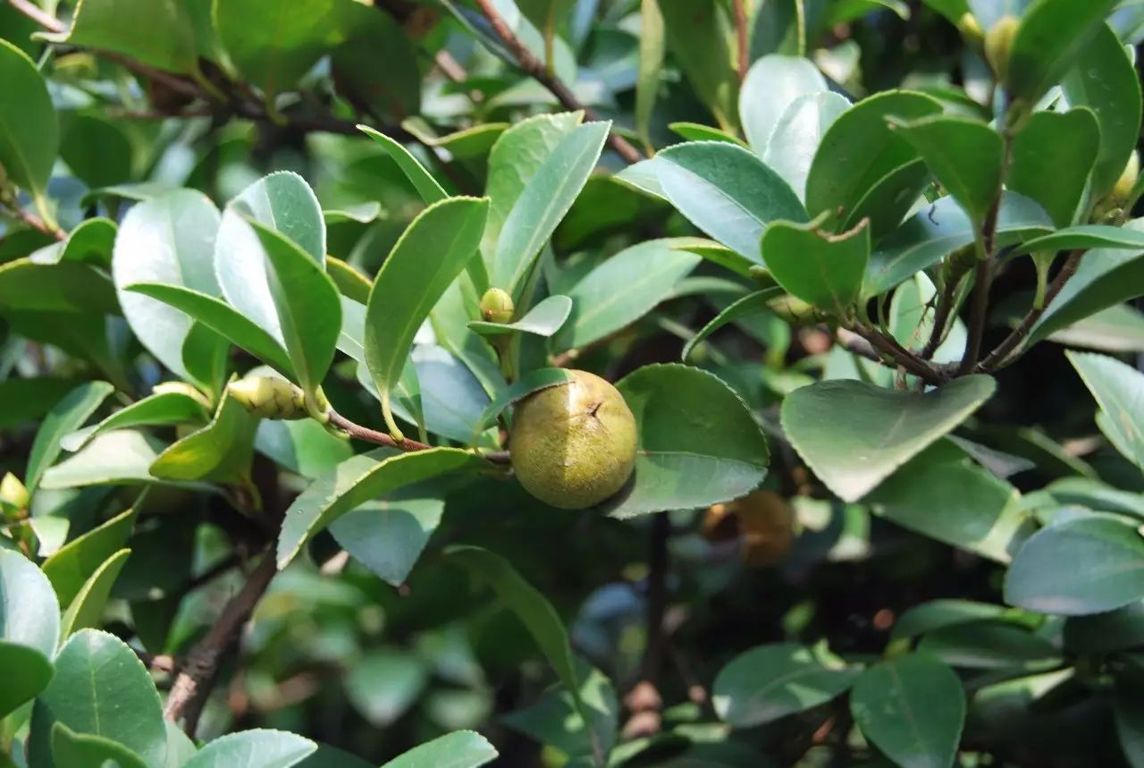 江西省吉安市青原区抓住当前油茶抚育和油茶成林垦复的关键时期,把