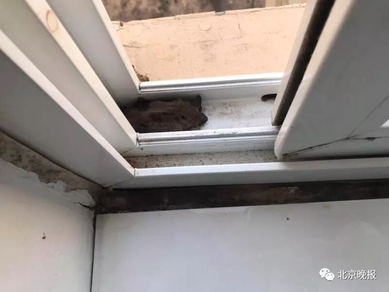 吓惨！女子家中深夜飞进蝙蝠！趴地板又撞门，还咬了一口…（组图） - 2