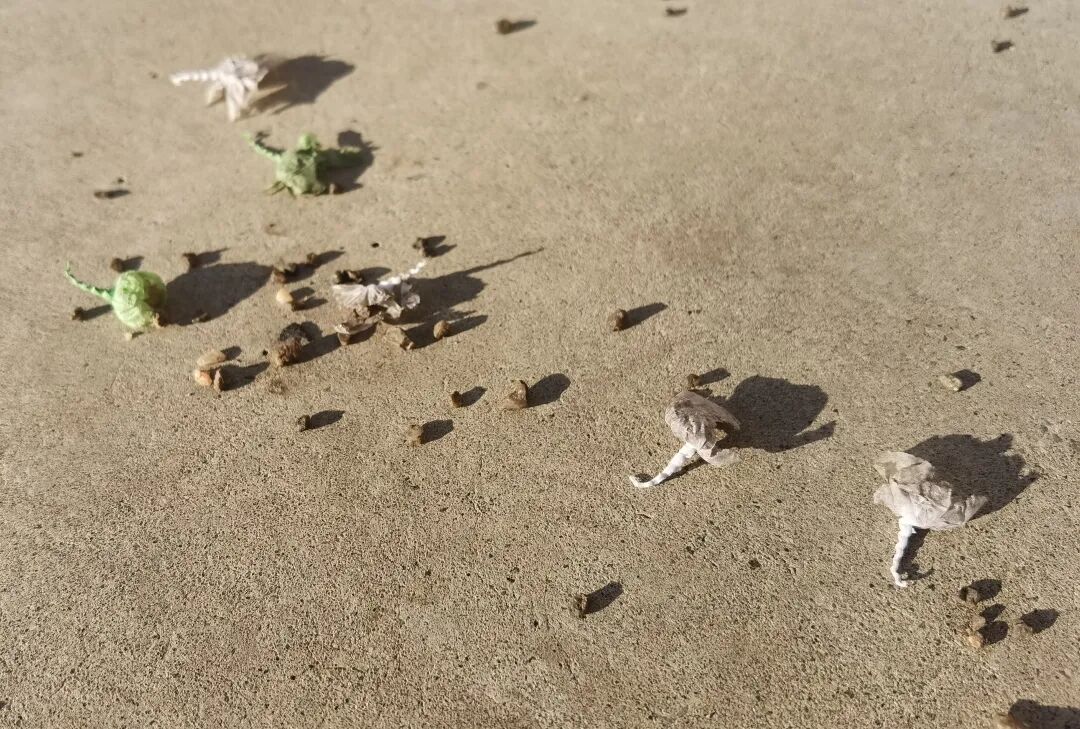 孩子误将摔炮当糖果放进嘴里咬 上演“惊魂一刻”