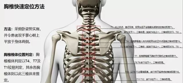 正骨高手必备 脊柱每一节段的定位方法 长洋针灸文化 微信公众号文章阅读 Wemp