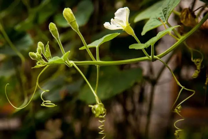 【识花】葫芦花