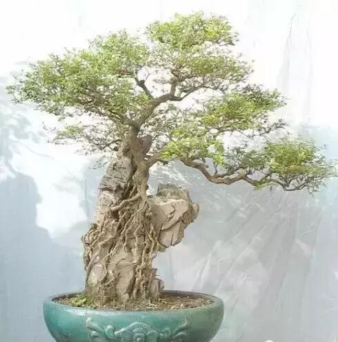 六月开花白如雪 室内养花好选择 清逸潇洒 神韵多姿的室内盆栽 养花老人 微信公众号文章阅读 Wemp