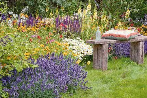 薰衣草怎麼種植才好？這樣養護，花期紫色滿園，香氣飄漫天！ 戲劇 第2張