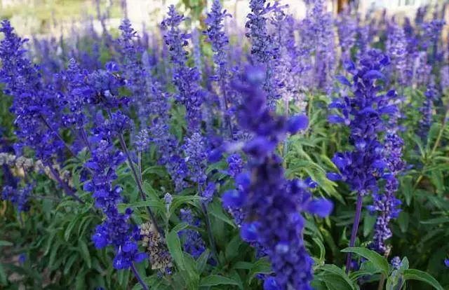 薰衣草怎麼種植才好？這樣養護，花期紫色滿園，香氣飄漫天！ 戲劇 第4張