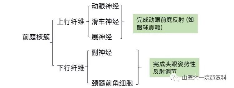 听觉传导通路 山医大一院康复科 微信公众号文章阅读 Wemp