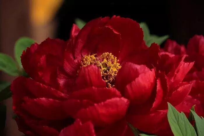 世界各国国花 终于集齐了 环球花艺报 微信公众号文章阅读 Wemp