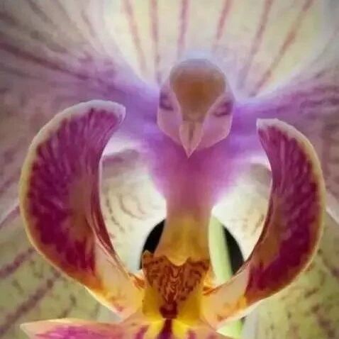 世界上100种奇花，你一定没见过！