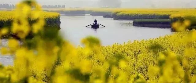 油菜那个花儿呀，怎一个美字了得！