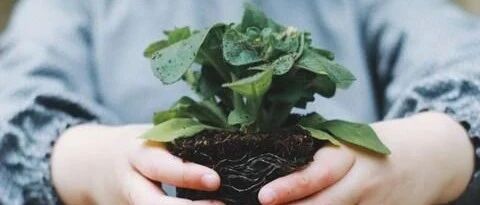 别养绿萝了，17种耐阴花，秋冬养一盆，惊艳全场！