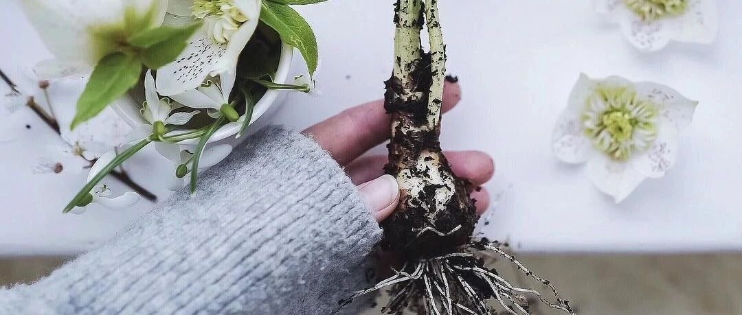 吃了一辈子蔬菜，却没见过它开花的样子