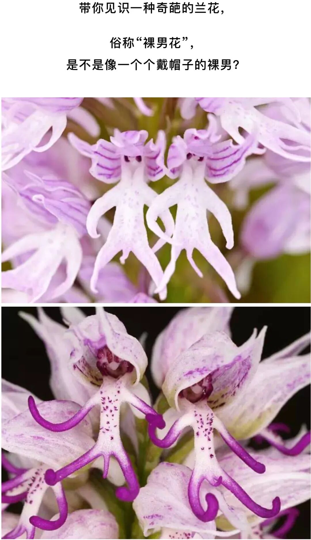 这些花你见过吗，真的好“奇葩”啊