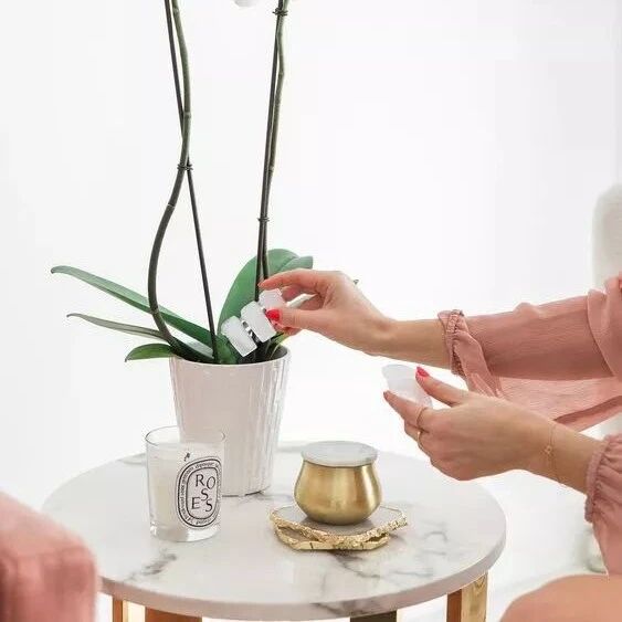 植物养死别急着扔，可能只需剪一下，马上就能开爆盆！