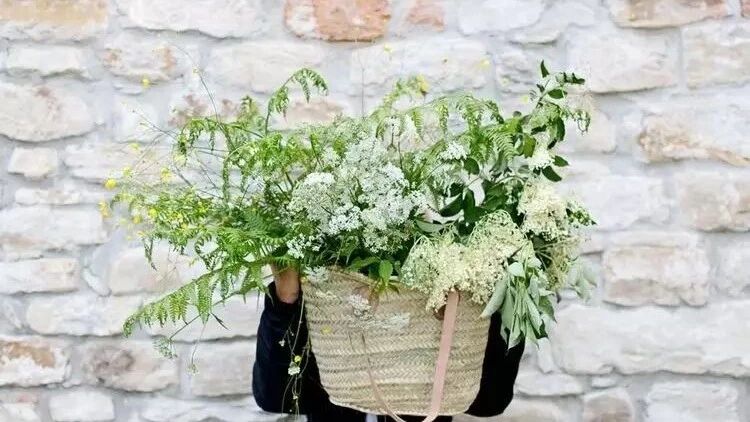 栀子绿萝…又发黄？学2招，立马绿得冒油，蹭蹭疯长！