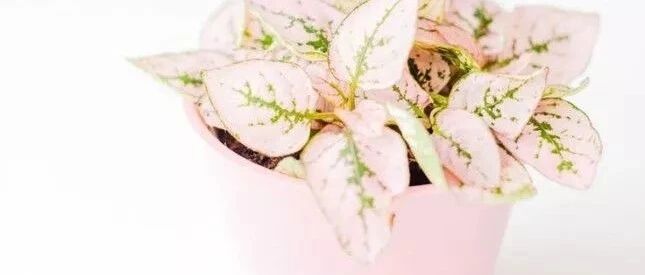 能吸甲醛油烟的20种植物，新家必备！