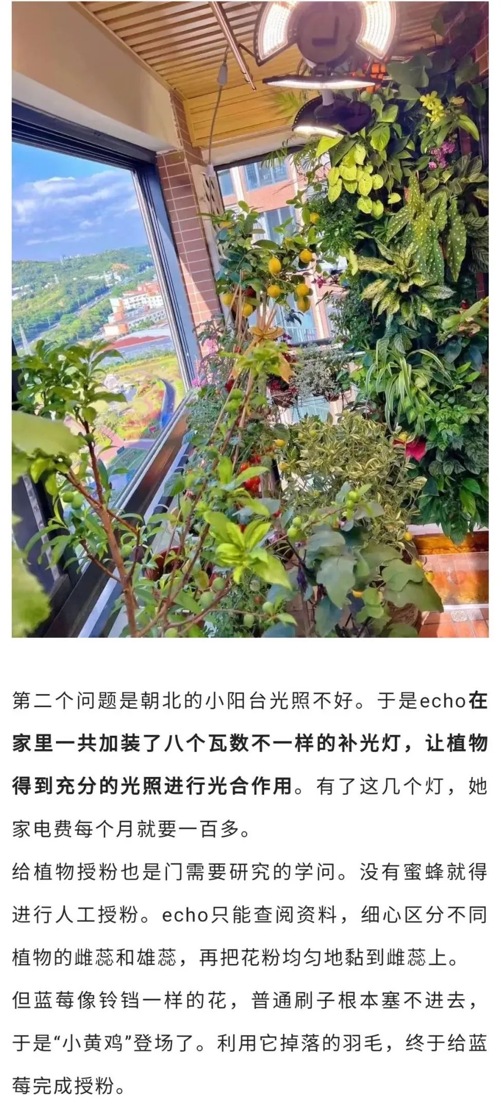 深圳90后阳台种菜火上热搜：仅5.9㎡，养活隔离一家人