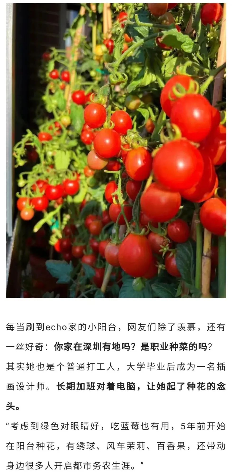 深圳90后阳台种菜火上热搜：仅5.9㎡，养活隔离一家人