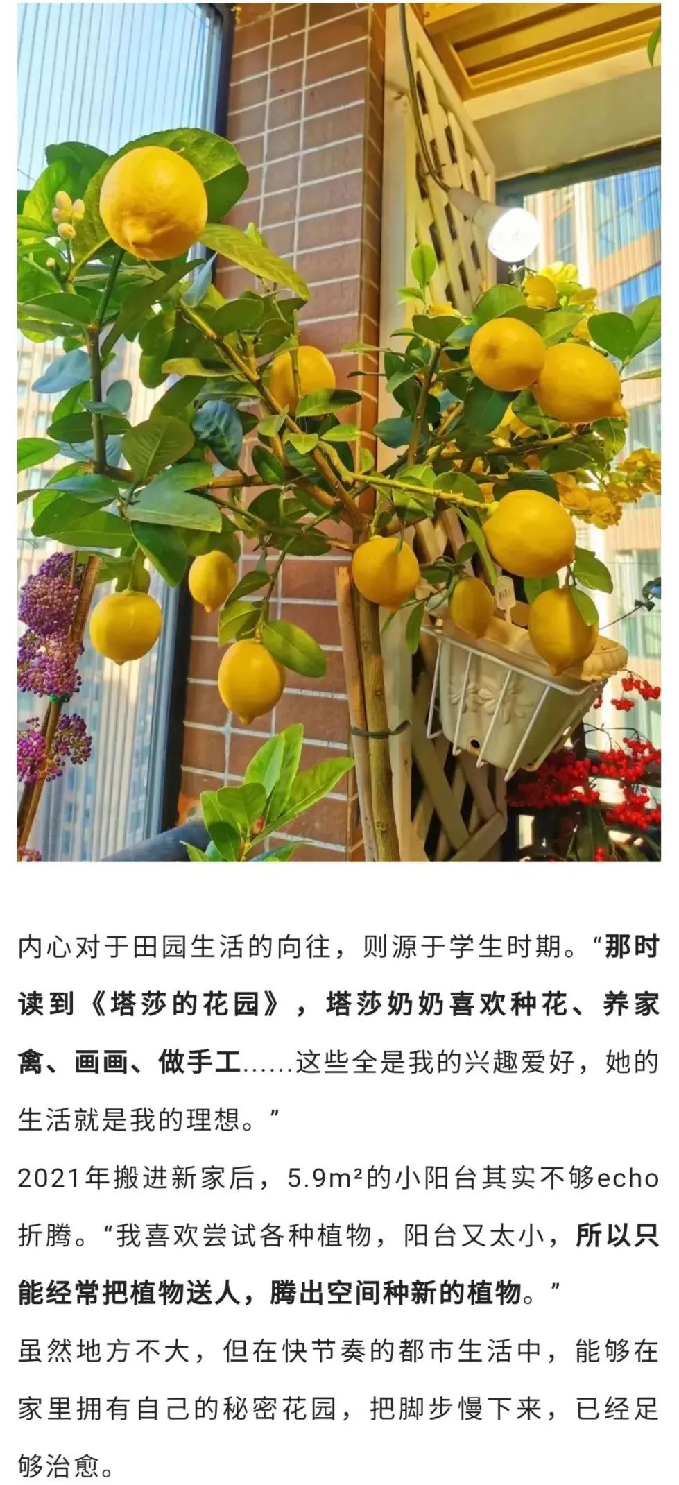 深圳90后阳台种菜火上热搜：仅5.9㎡，养活隔离一家人