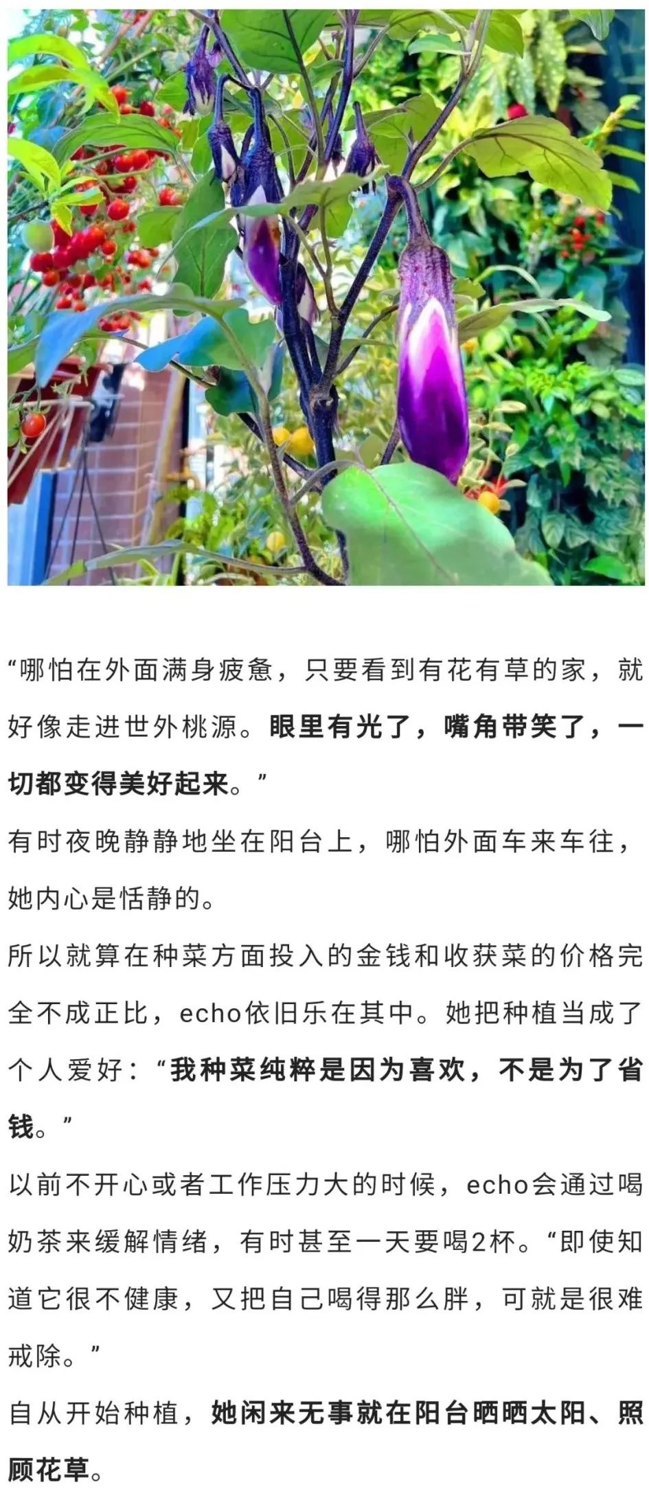 深圳90后阳台种菜火上热搜：仅5.9㎡，养活隔离一家人