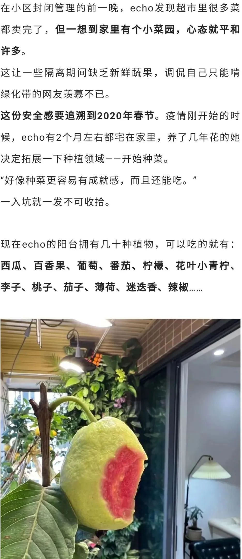 深圳90后阳台种菜火上热搜：仅5.9㎡，养活隔离一家人