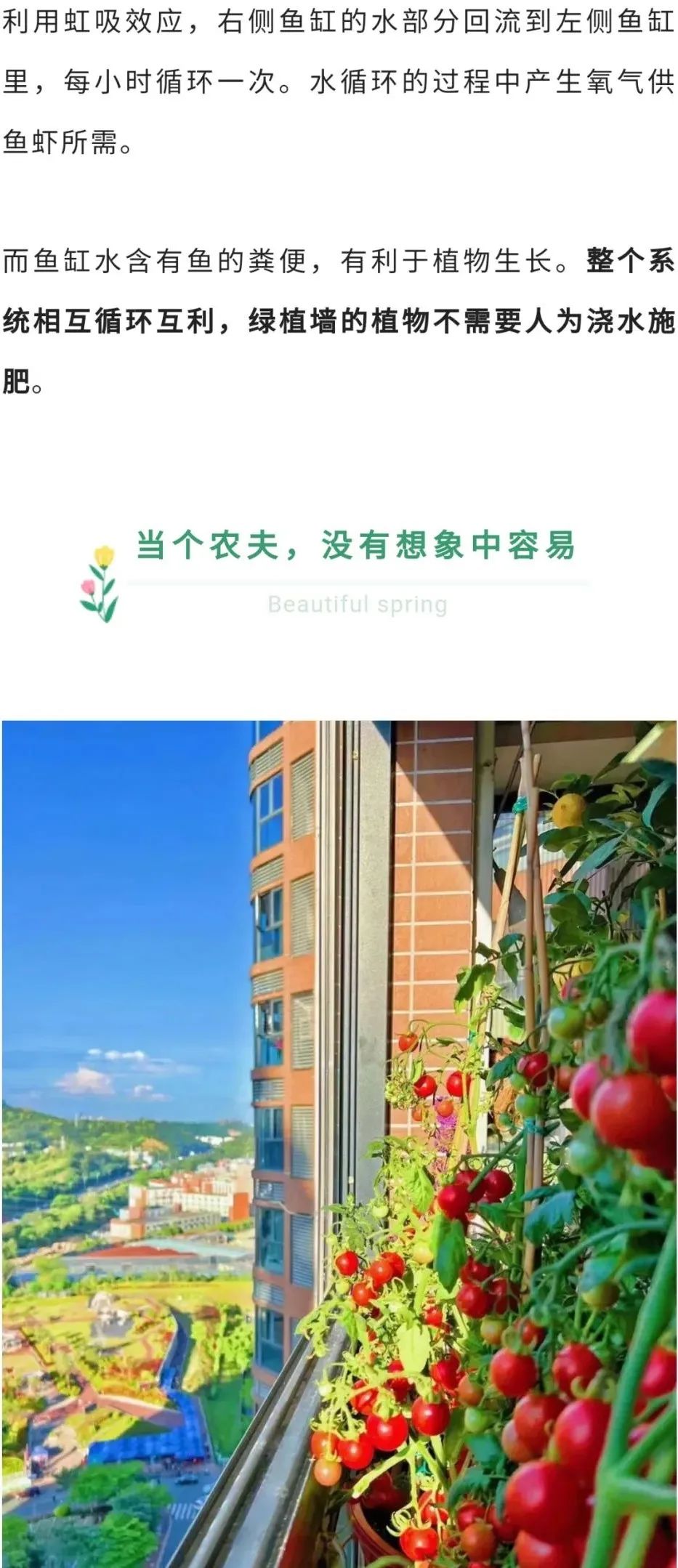 深圳90后阳台种菜火上热搜：仅5.9㎡，养活隔离一家人