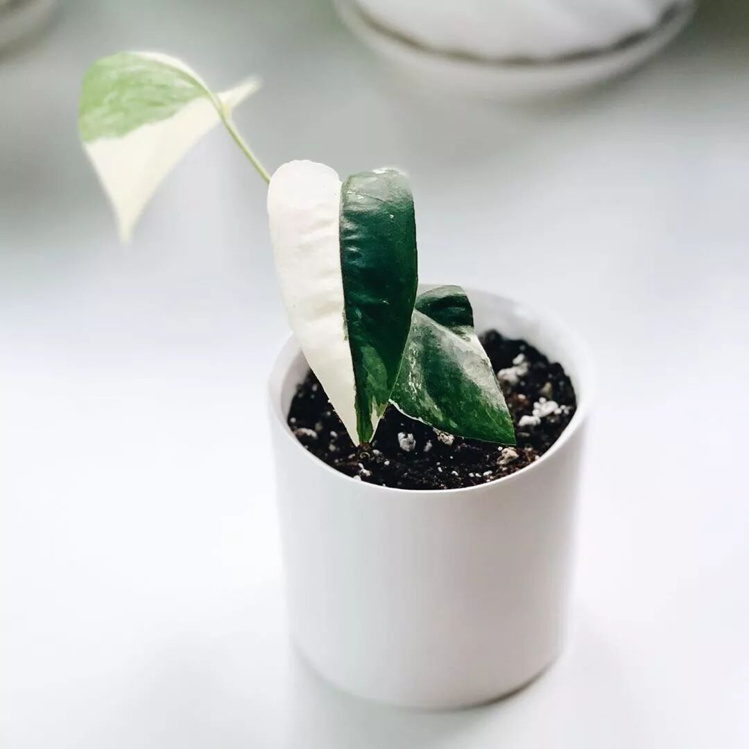 冬天室内绿植养护大揭秘，做好了这几点，才能美上一整年！