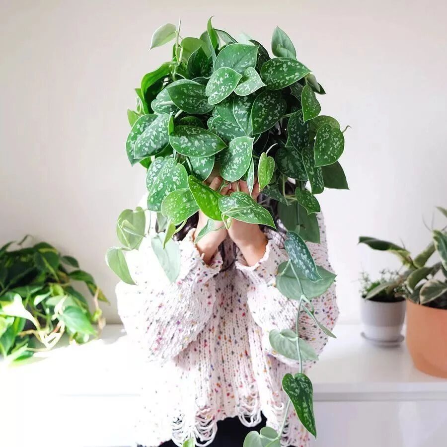 绿萝夏天长最快，这么养，20天蹿1米！