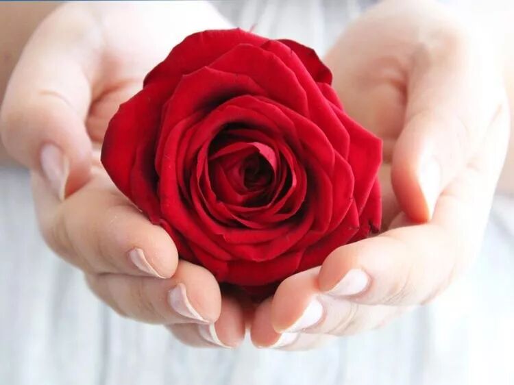 送花有讲究，这些花语你一定得知！
