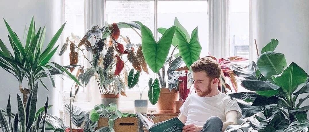 在家养盆它，1盆顶1个空调，电费不用花，凉爽一整夏！