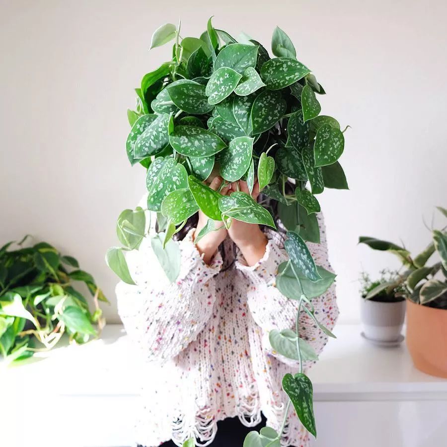 夏季养花正确的正确“姿势”，赶紧收藏！