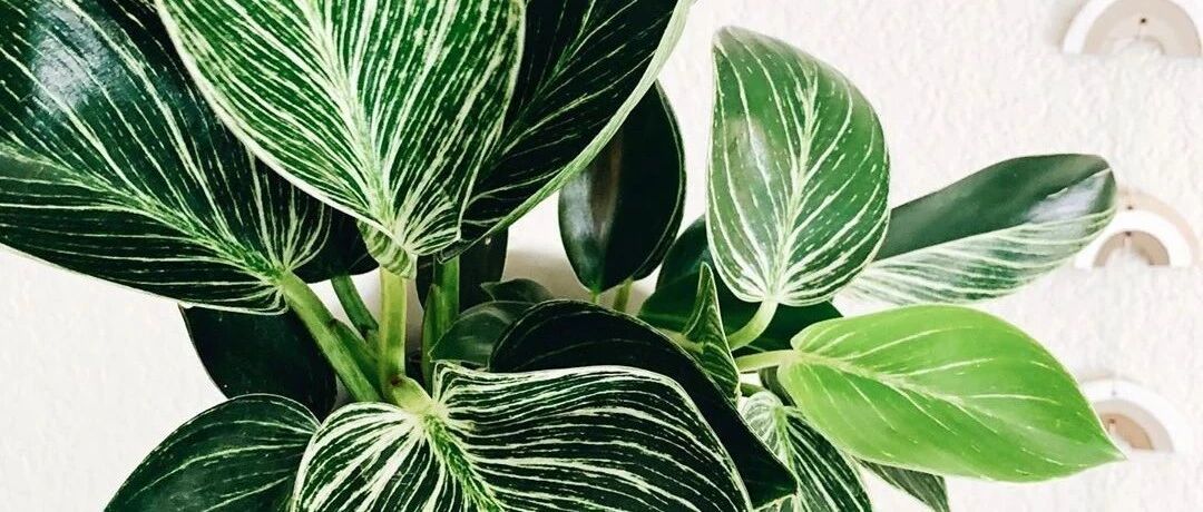 秋季养花的五大条件、三个原则！