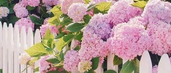 78岁爷爷改造荒废院子，为孙女建起一片花园