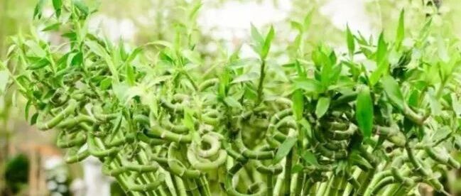 冬天你的富贵竹为啥养不活？