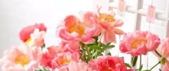 买束花，给自己一个充满生机的家！​