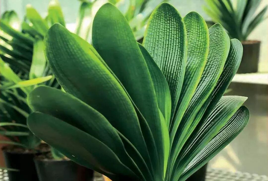 夏季养花正确的正确“姿势”，赶紧收藏！