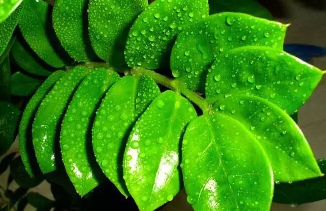 夏季养花正确的正确“姿势”，赶紧收藏！