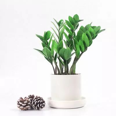 夏季养花正确的正确“姿势”，赶紧收藏！