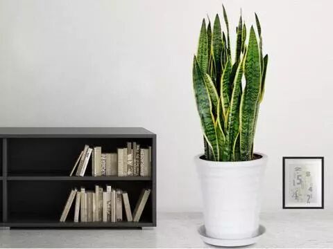 夏季养花正确的正确“姿势”，赶紧收藏！