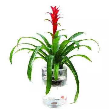 夏季养花正确的正确“姿势”，赶紧收藏！