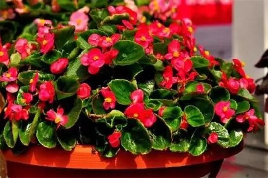 夏季养花正确的正确“姿势”，赶紧收藏！